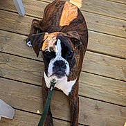 Venus participe au concours pour gagner de l'argent avec cette photo : dog, boxer, leash, wooden_deck, sunlight, shadow, pet, animal, brown, white, black, outdoor, portrait, looking_up, paws, collar, resting, canine, closeup, daylight