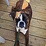 dog, boxer, leash, wooden_deck, sunlight, shadow, pet, animal, brown, white, black, outdoor, portrait, looking_up, paws, collar, resting, canine, closeup, daylight