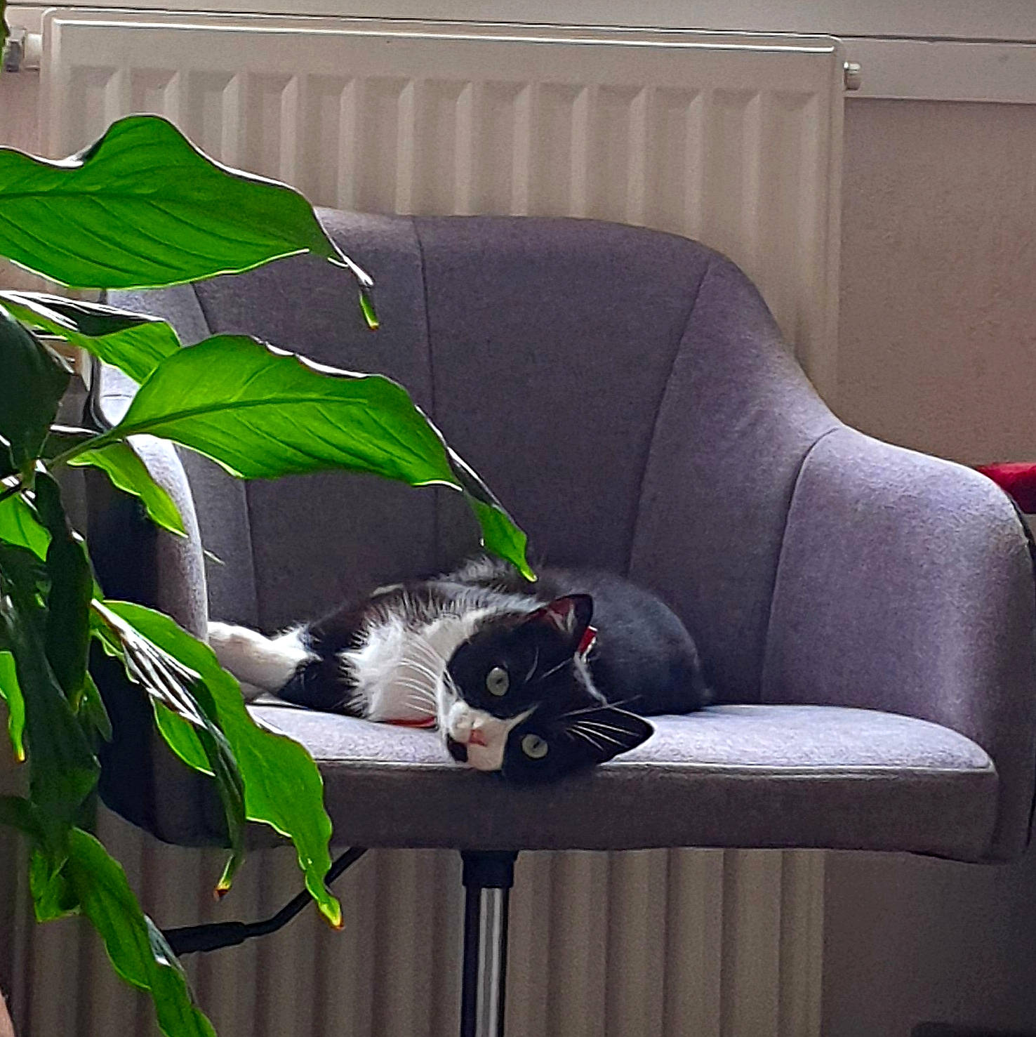 Muffin a rejoint le concours — aidez-le/la à gagner de superbes lots ! carnivore, cat, comfort, companion_dog, couch, domestic_short_haired_cat, felidae, fur, grass, hardwood, living_room, plant, room, sitting, small_to_medium_sized_cats, studio_couch, tail, tree, whiskers, wood