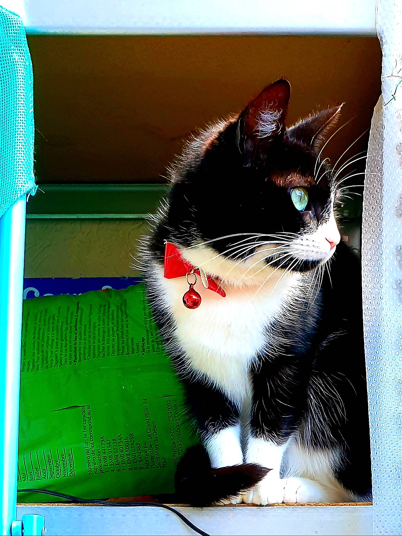 Muffin a rejoint le concours — aidez-le/la à gagner de superbes lots ! art, black_cat, carnivore, cat, domestic_short_haired_cat, felidae, fur, grass, paw, photo_caption, picture_frame, rectangle, small_to_medium_sized_cats, square, tail, visual_arts, whiskers, window