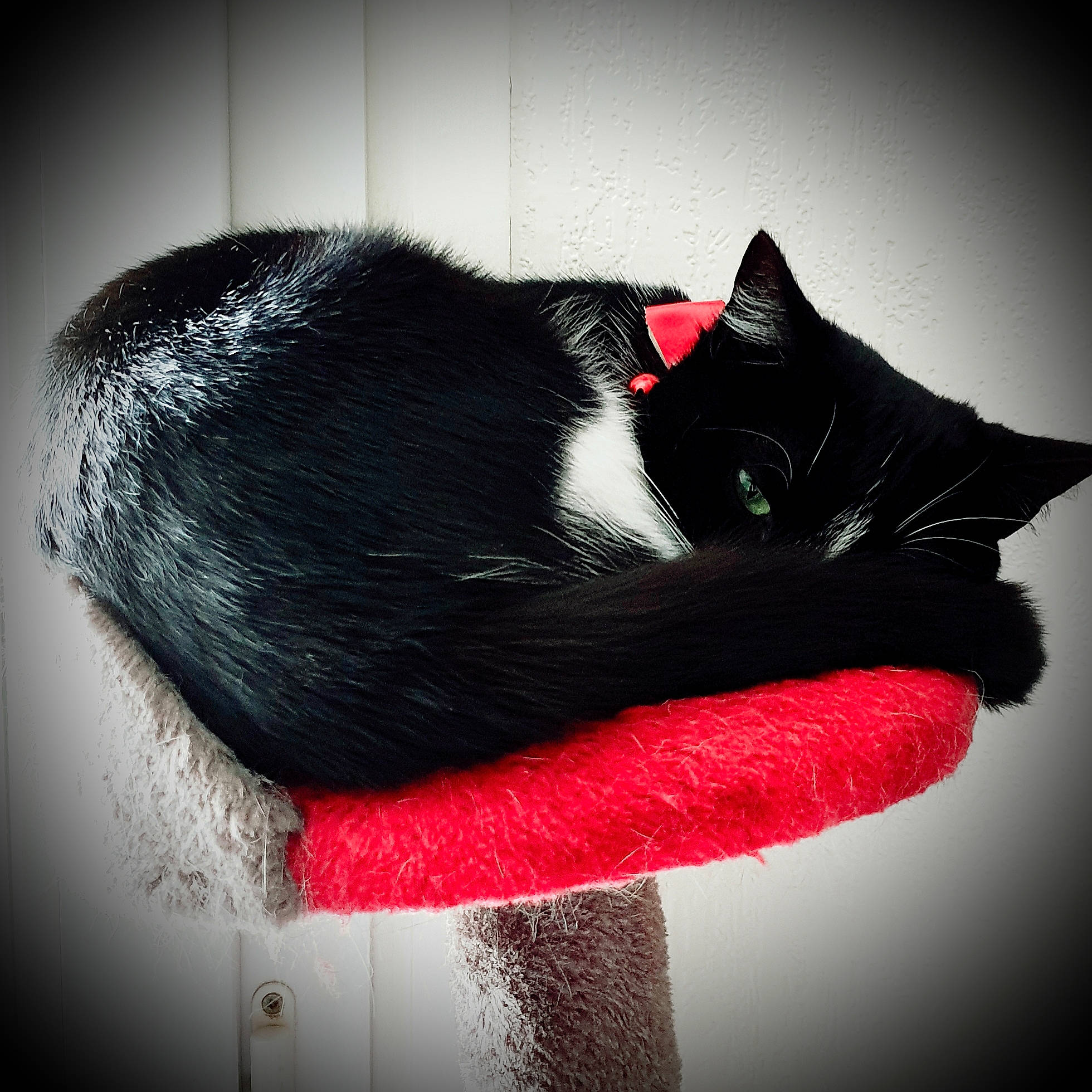 Muffin a rejoint le concours — aidez-le/la à gagner de superbes lots ! art, black_cat, black_hair, carmine, carnivore, cat, costume_hat, fashion_accessory, felidae, fur, grey, petal, plant, small_to_medium_sized_cats, snout, still_life_photography, tail, tree, whiskers, window