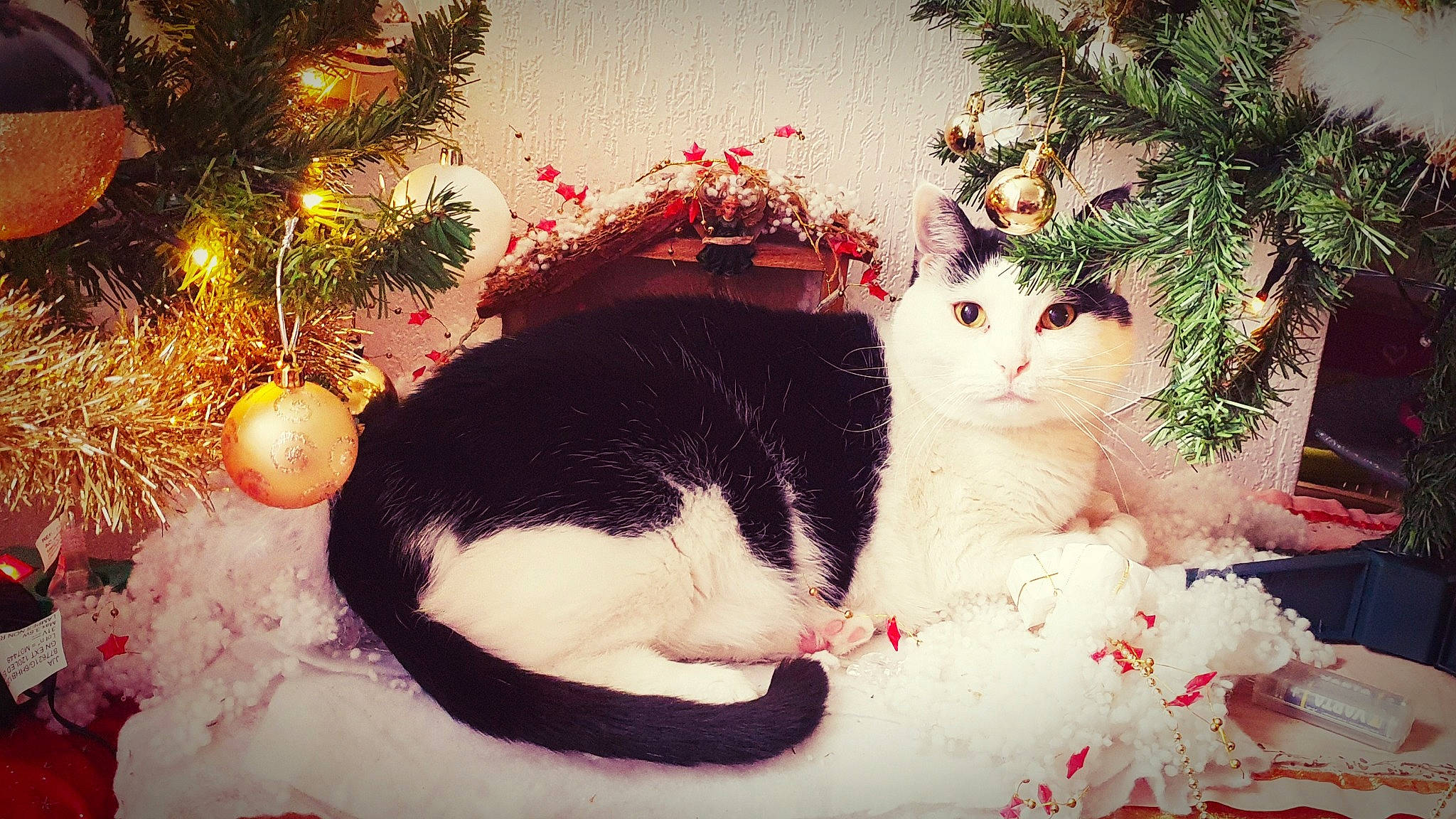 Handy participe au concours pour gagner de l'argent avec cette photo : carnivore, cat, christmas, christmas_decoration, christmas_ornament, christmas_tree, event, felidae, fur, happy, holiday, holiday_ornament, light, ornament, plant, small_to_medium_sized_cats, snout, tail, vertebrate, whiskers