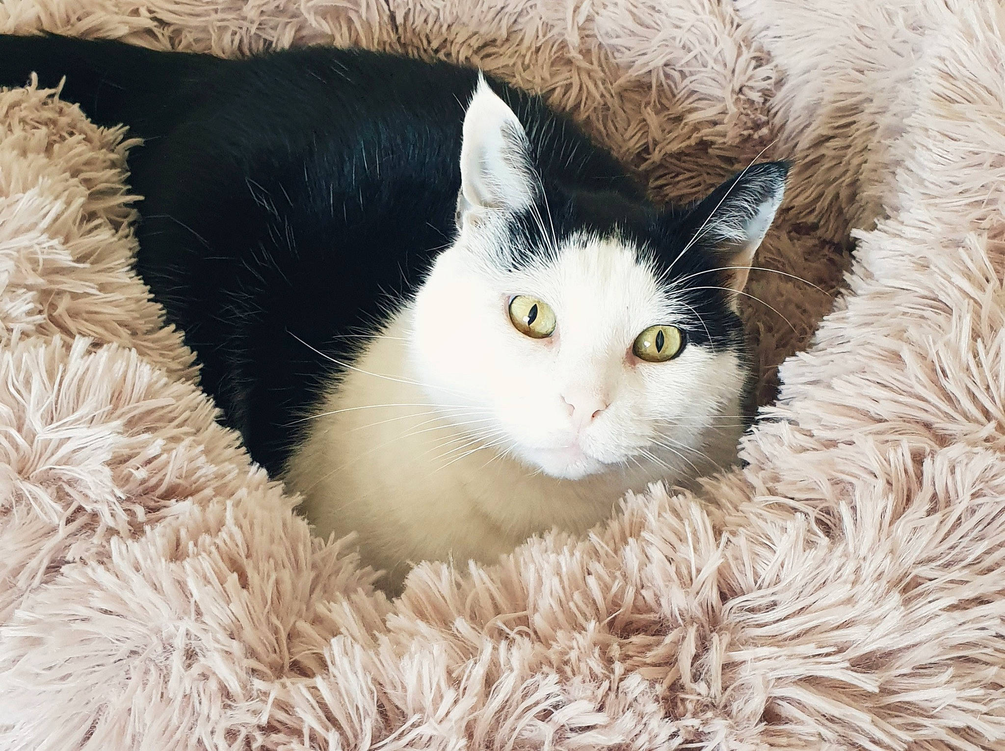 Handy participe au concours pour gagner de l'argent avec cette photo : basket, carnivore, cat, cat_bed, domestic_short_haired_cat, felidae, fur, natural_material, paw, small_to_medium_sized_cats, snout, tail, terrestrial_animal, whiskers