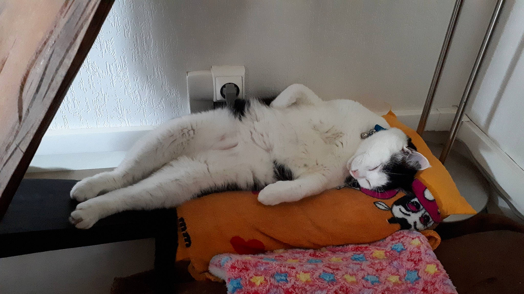 Handy participe au concours pour gagner de l'argent avec cette photo : bed, carnivore, cat, comfort, companion_dog, couch, dog_breed, domestic_short_haired_cat, fawn, felidae, flooring, fur, human_leg, lap, linens, paw, small_to_medium_sized_cats, tail, thigh, whiskers