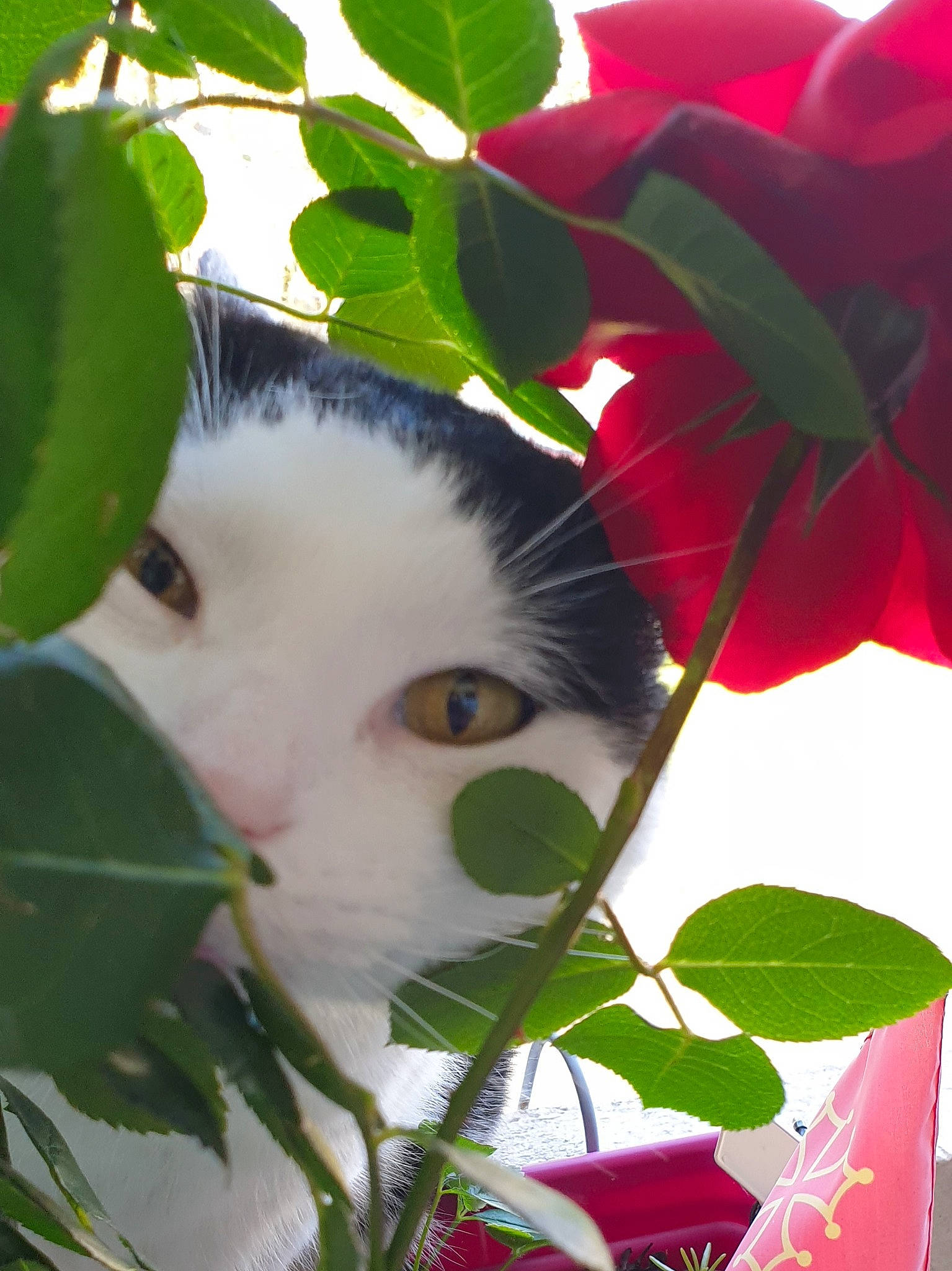 Handy participe au concours pour gagner de l'argent avec cette photo : botany, branch, carmine, carnivore, cat, felidae, flowering_plant, fur, grass, leaf, petal, plant, shrub, sky, snout, tree, twig, whiskers, white, woody_plant