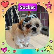 Socket participe au concours pour gagner de l'argent avec cette photo : accessory, animal, colorful_frame, curtain, cute, dog, floor, fluffy, furniture, hearts, indoor, light_wood_floor, pet, playful, purple_text, small_dog, stars, sunglasses, text_overlay, window