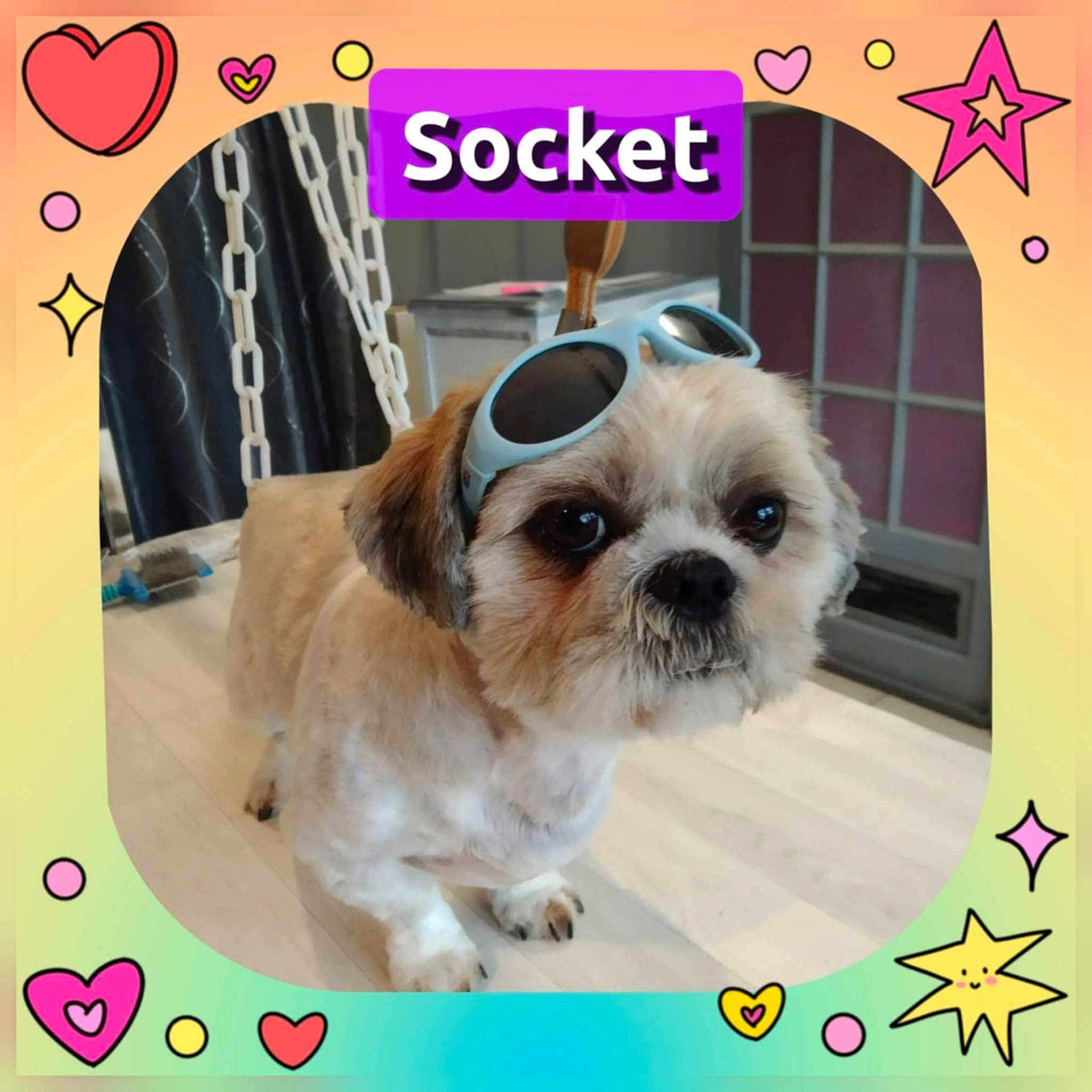 Socket participe au concours pour gagner de l'argent avec cette photo : accessory, animal, colorful_frame, curtain, cute, dog, floor, fluffy, furniture, hearts, indoor, light_wood_floor, pet, playful, purple_text, small_dog, stars, sunglasses, text_overlay, window