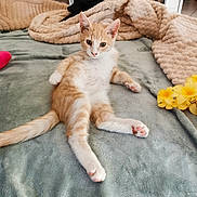 Diego a rejoint le concours — aidez-le/la à gagner de superbes lots ! kitten, cat, ginger_cat, white_cat, pet, indoor, blanket, soft_texture, relaxing, lying_down, paw, fur, home, cozy, animal, cute, young, resting, pink_paw_pads, feline