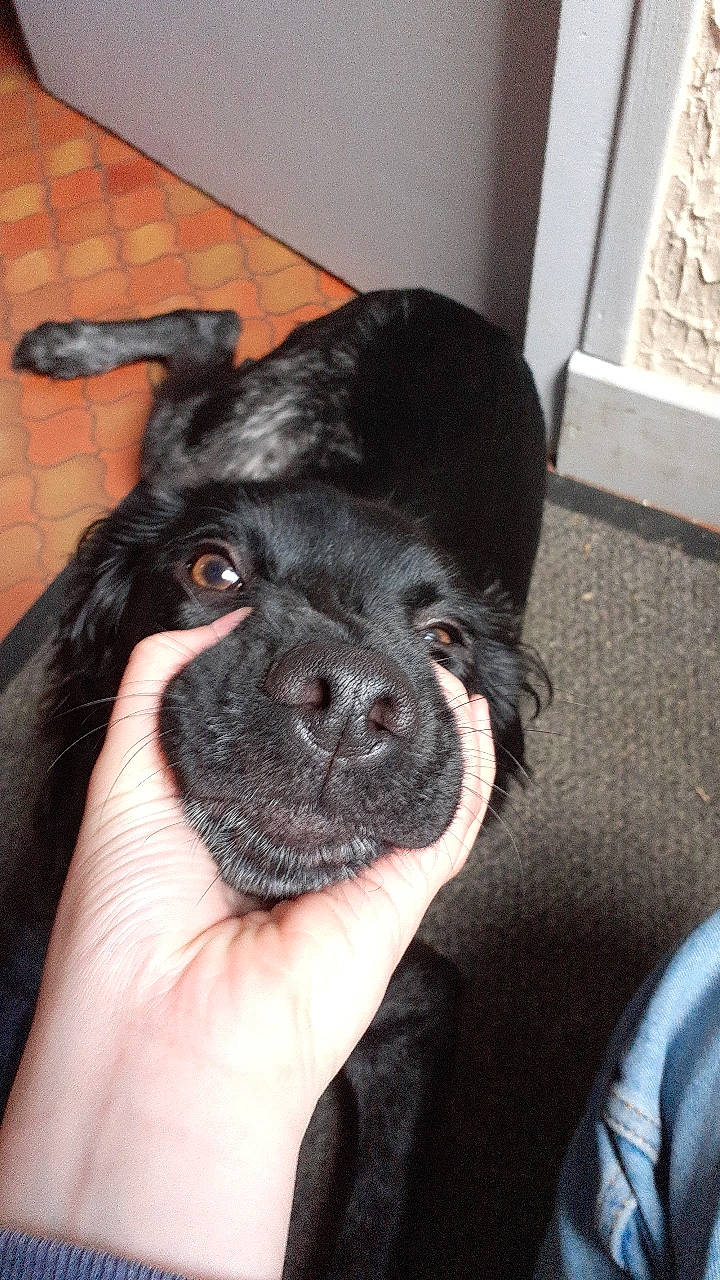 Sirius a rejoint le concours — aidez-le/la à gagner de superbes lots ! canidae, carnivore, claw, companion_dog, computer_keyboard, dog, dog_breed, ear, fawn, fur, gesture, nail, paw, puppy_love, snout, sporting_group, toy_dog, whiskers, working_animal, wrinkle