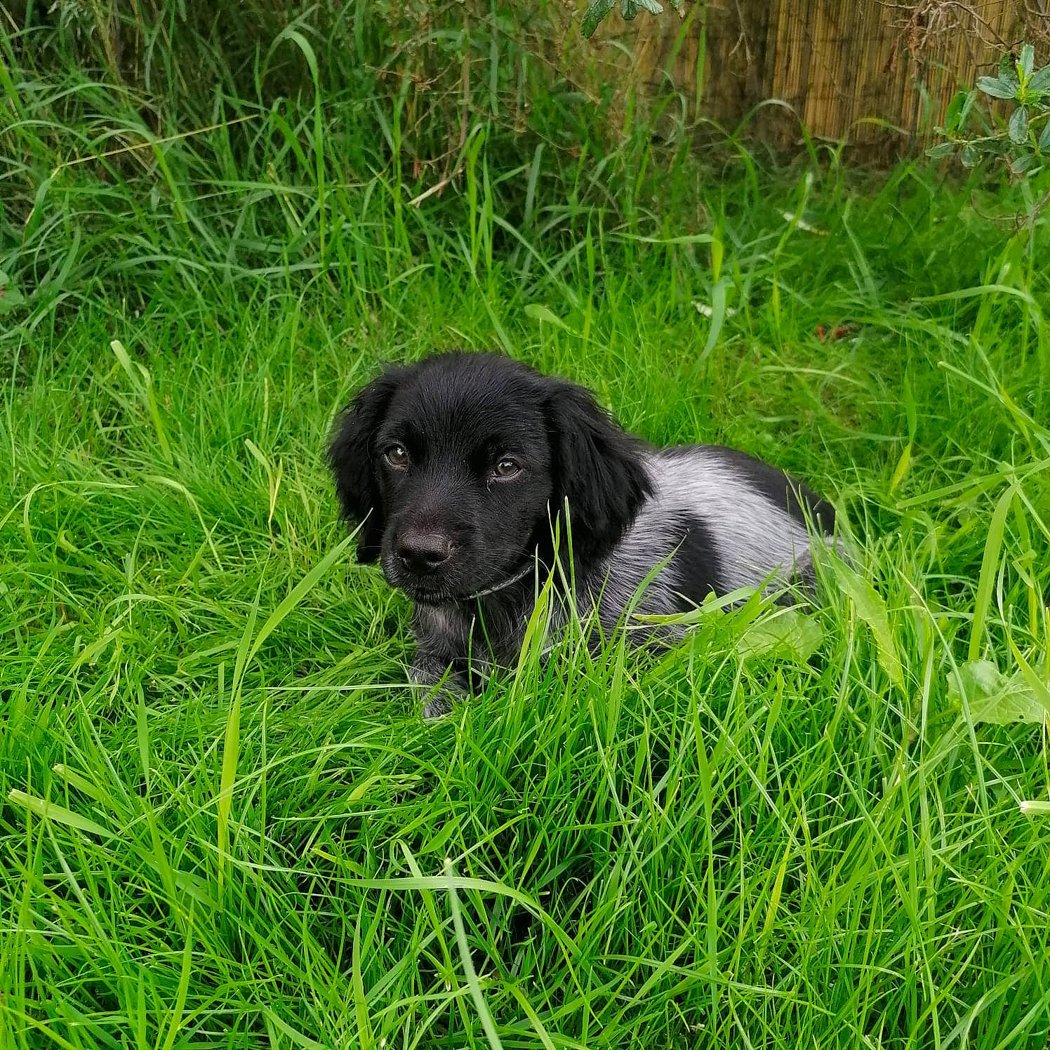 Sirius participe au concours pour gagner de l'argent avec cette photo : borador, carnivore, companion_dog, dog, dog_breed, fur, grass, grassland, groundcover, gun_dog, pasture, plant, poales, prairie, retriever, spaniel, sporting_group, tail, terrestrial_animal, working_animal