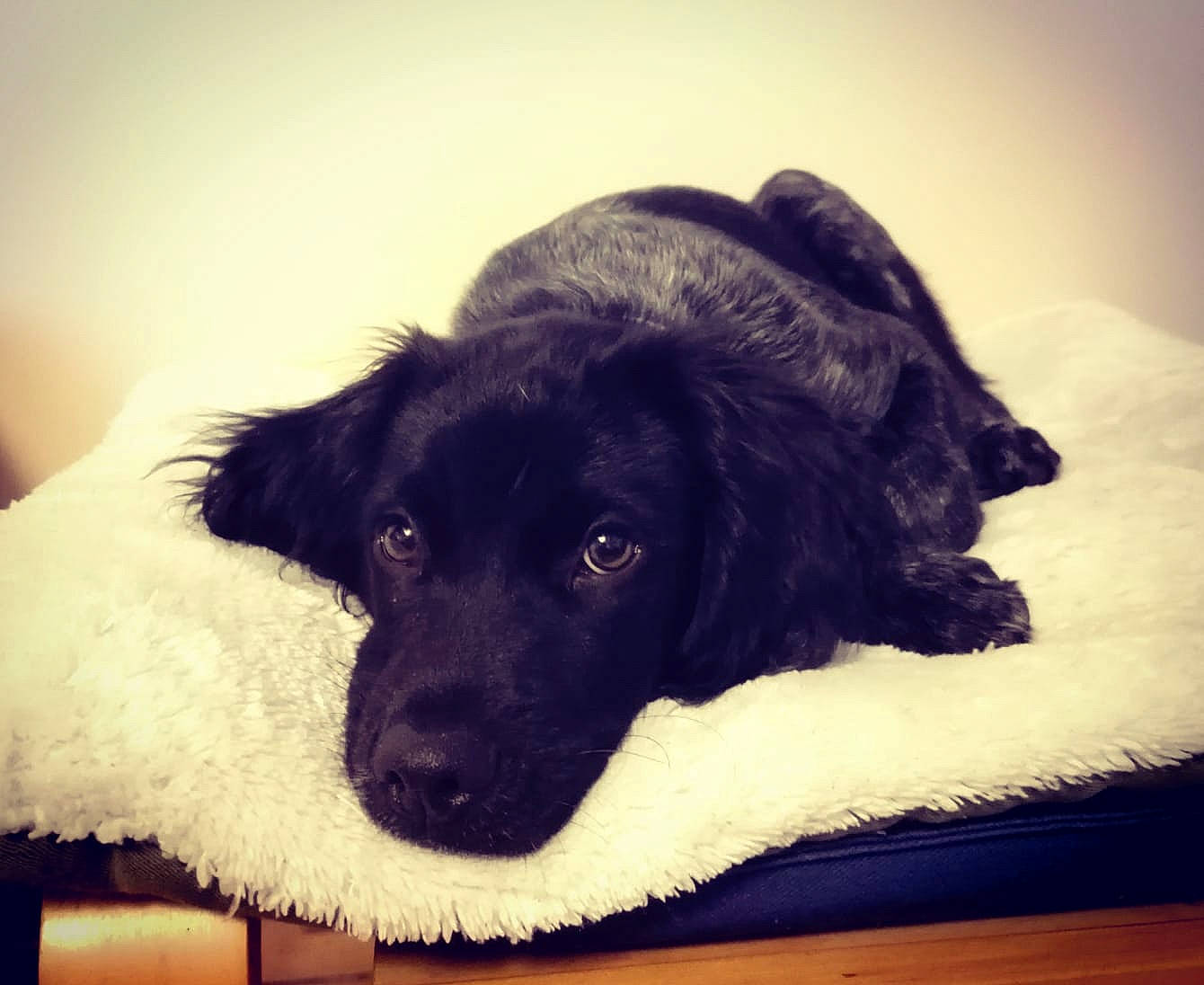 Sirius a rejoint le concours — aidez-le/la à gagner de superbes lots ! borador, canidae, carnivore, cloud, comfort, companion_dog, dog, dog_breed, dog_collar, flooring, fur, guard_dog, paw, retriever, snout, sporting_group, square, tints_and_shades, whiskers, working_animal