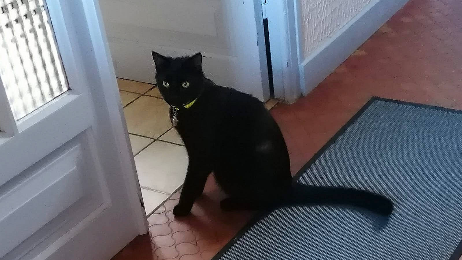 Lucifer a rejoint le concours — aidez-le/la à gagner de superbes lots ! black_cat, bombay, carnivore, cat, comfort, domestic_short_haired_cat, door, felidae, fixture, floor, flooring, fur, grey, home_door, room, small_to_medium_sized_cats, tail, terrestrial_animal, whiskers, window