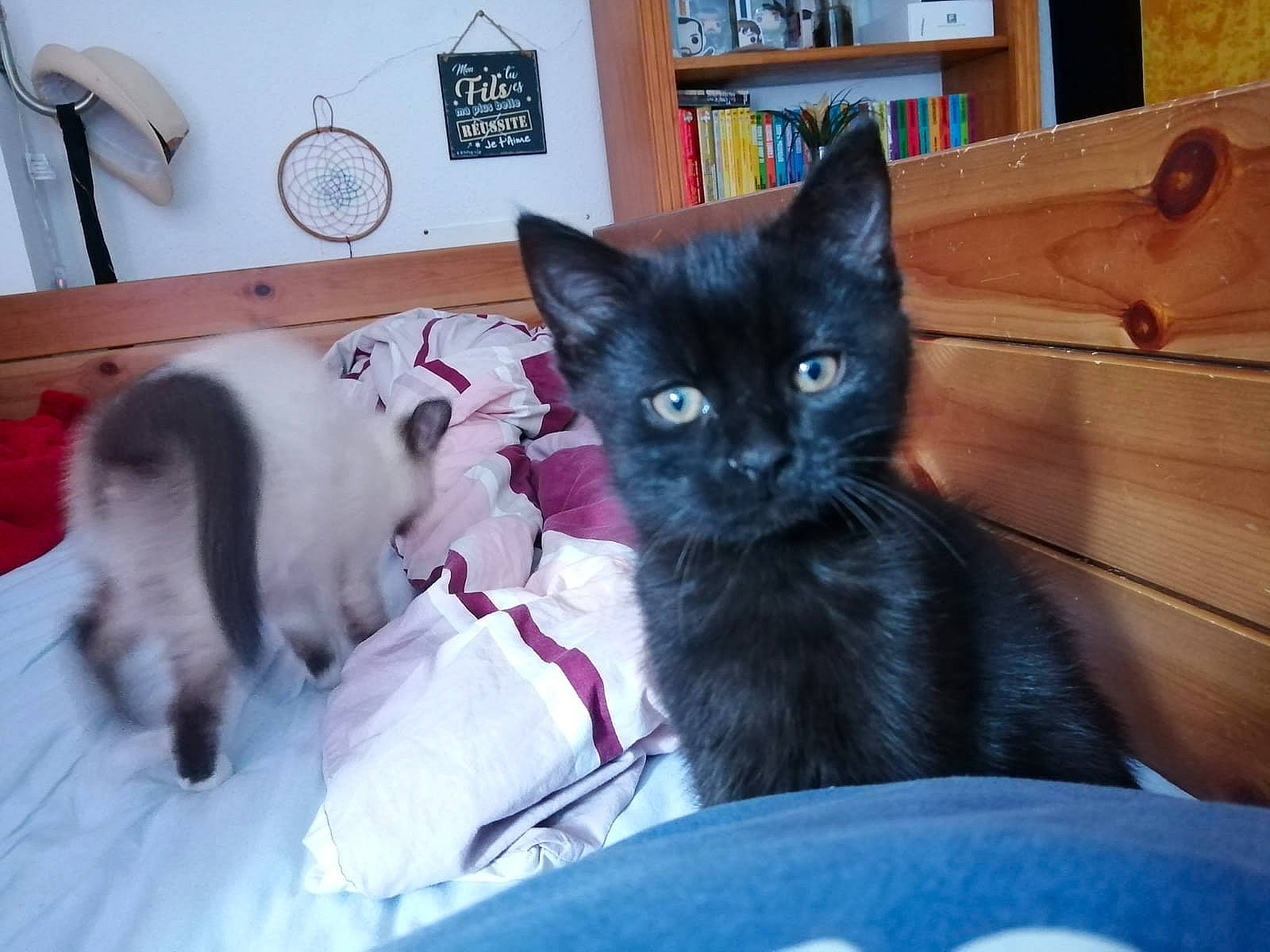 Lucifer a rejoint le concours — aidez-le/la à gagner de superbes lots ! black_cat, blue, box, carnivore, cat, cat_supply, comfort, domestic_short_haired_cat, felidae, fur, grey, mechanical_fan, paw, picture_frame, room, small_to_medium_sized_cats, tail, vertebrate, whiskers, wood