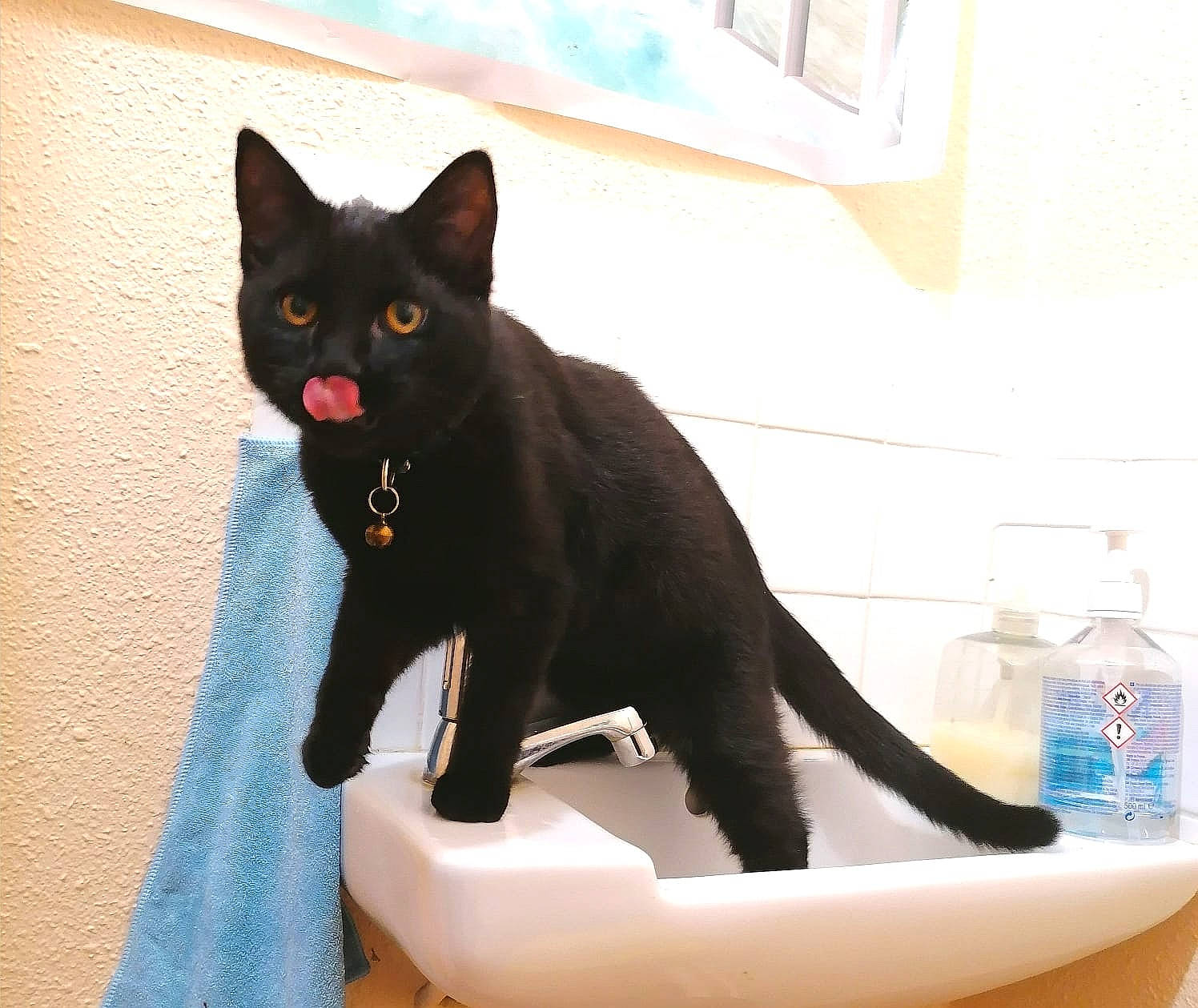 Lucifer a rejoint le concours — aidez-le/la à gagner de superbes lots ! black_cat, blue, bombay, bottle, bottled_water, carnivore, cat, domestic_short_haired_cat, drinking_water, felidae, fluid, fur, liquid, mineral_water, plastic_bottle, small_to_medium_sized_cats, snout, tail, water_bottle, whiskers