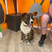 Narley a rejoint le concours — aidez-le/la à gagner de superbes lots ! alert, brindle, casual, chair, collar, dog, floor, friendly, human, indoor, leash, leg, modern_furniture, orange_wall, panting, person, pet, seated, shoe, white