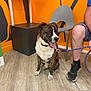 alert, brindle, casual, chair, collar, dog, floor, friendly, human, indoor, leash, leg, modern_furniture, orange_wall, panting, person, pet, seated, shoe, white