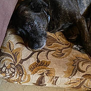 Noisette a rejoint le concours — aidez-le/la à gagner de superbes lots ! dog, black_dog, resting, cushion, patterned_fabric, indoor, pet, canine, fur, relaxed, home, floor, collar, close_up, laying_down, animal, mammal, quiet, comfort, domestic