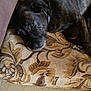 dog, black_dog, resting, cushion, patterned_fabric, indoor, pet, canine, fur, relaxed, home, floor, collar, close_up, laying_down, animal, mammal, quiet, comfort, domestic