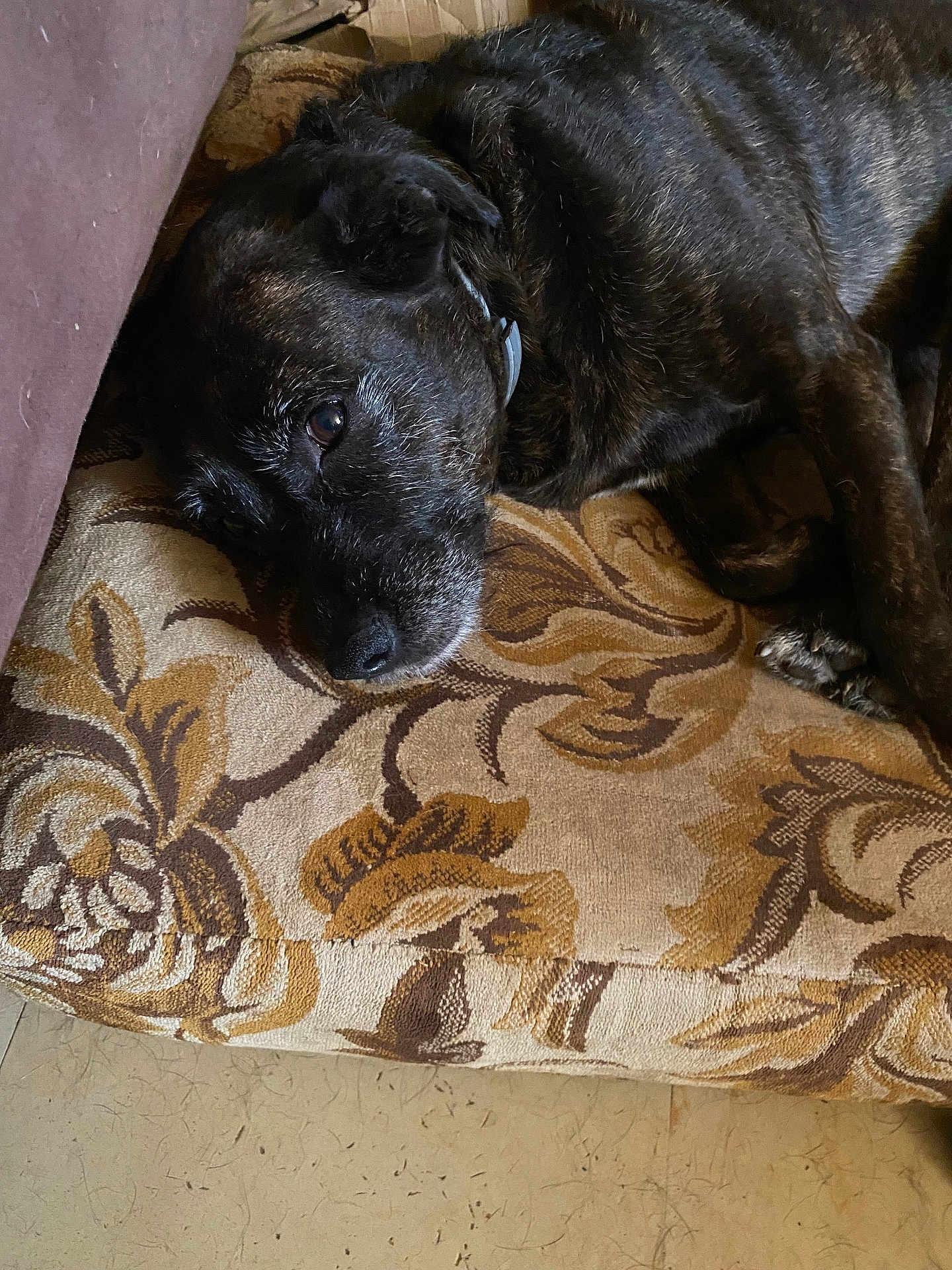 Noisette a rejoint le concours — aidez-le/la à gagner de superbes lots ! dog, black_dog, resting, cushion, patterned_fabric, indoor, pet, canine, fur, relaxed, home, floor, collar, close_up, laying_down, animal, mammal, quiet, comfort, domestic