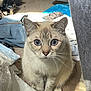 blue_eyes, carpet, cat, close_up, curiosity, domestic_animal, ears, eyes, feline, gray_fur, indoor, laundry, nose, paws, pet, plastic_bag, portrait, sitting, sunlight, whiskers