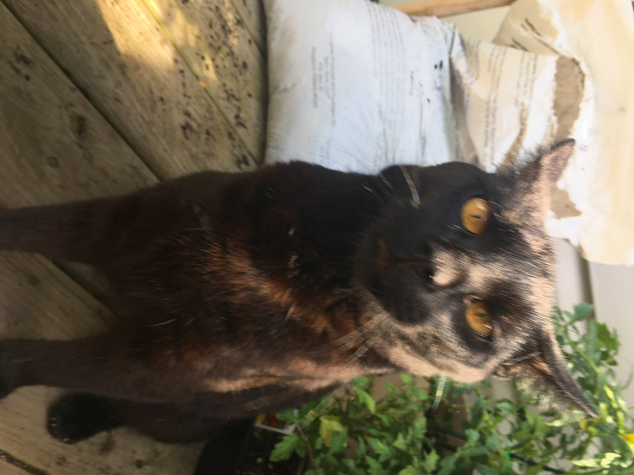 Brownie joined the competition — help win amazing prizes! black_cat, carnivore, cat, domestic_short_haired_cat, felidae, fur, grass, houseplant, plant, small_to_medium_sized_cats, snout, tail, terrestrial_animal, tree, whiskers, window, wood