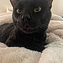 Brownie is registered to the contest to win money with this photo: bed, black_cat, blanket, cat, close_up, cozy, curious, domestic, ears, feline, fur, indoor, nose, pet, plush, portrait, resting, soft_texture, whiskers, yellow_eyes