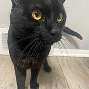 Brownie is registered to the contest to win money with this photo: cat, black_cat, yellow_eyes, whiskers, close_up, portrait, feline, pet, indoor, hardwood_floor, paw, ear, nose, curious, domestic_animal, looking_up, short_fur, face, vent, wall