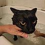 bath_time, bathroom_tile, bathtub, black_cat, ceramic, closeup, expression, fur, hand_holding, human_hand, indoor, paws, pet, pet_bath, portrait, tub_rim, water, wet_cat, whiskers, yellow_eyes