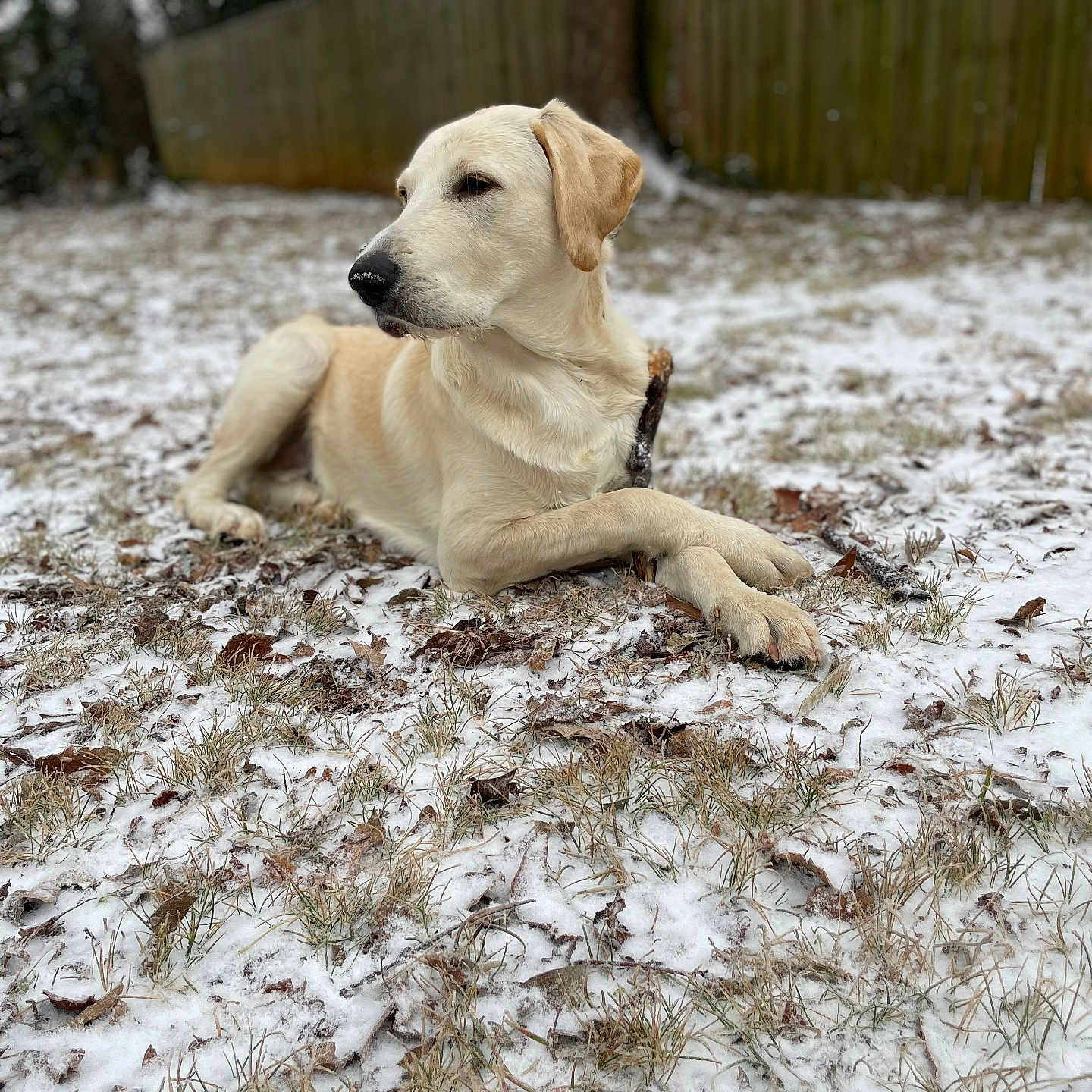 Gio joined the competition — help win amazing prizes! animal, backyard, canine, dog, goldenretriever, grass, hound, labradorretriever, land, nature, outdoors, pet, plant, puppy, snow, tree, vegetation, whitedog, woodland, yard