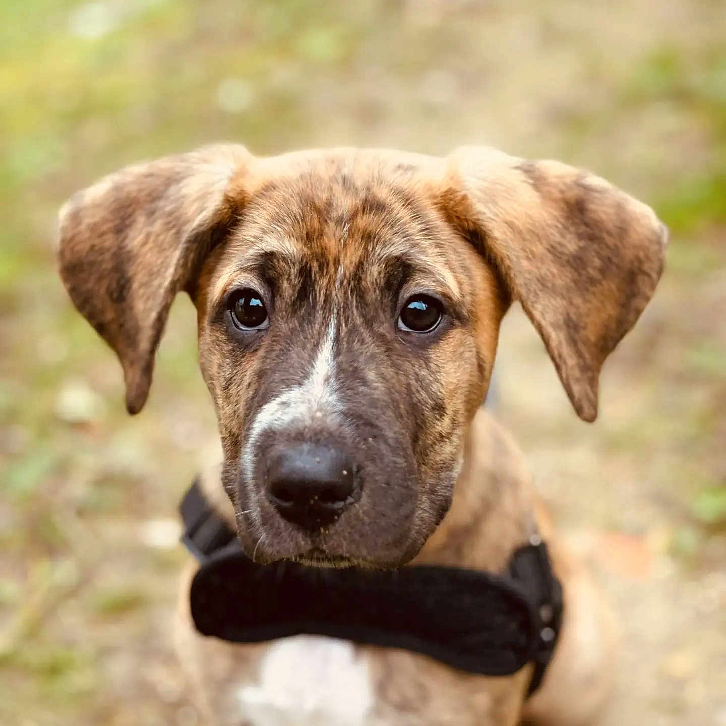 Milo
