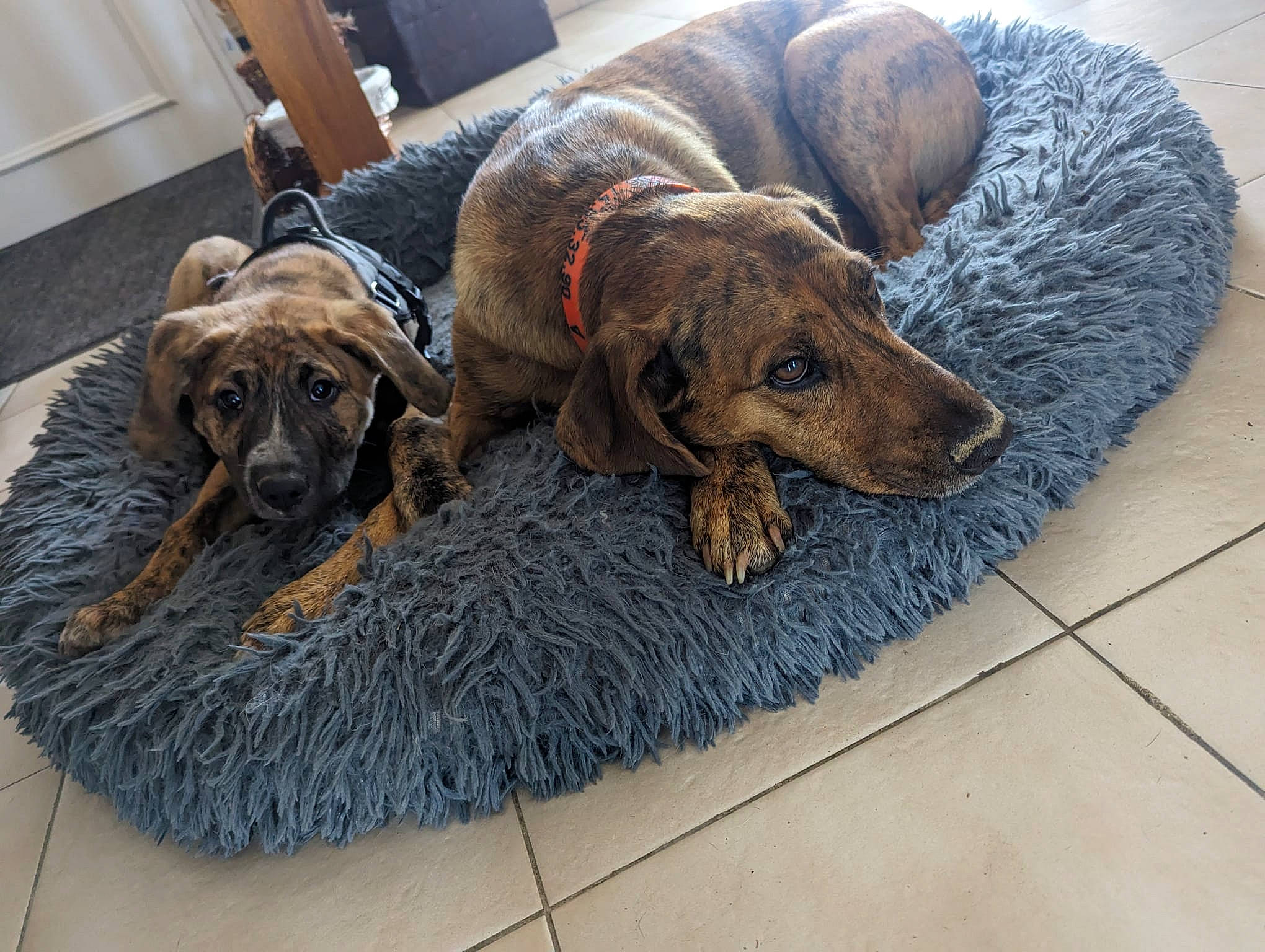 Milo a rejoint le concours — aidez-le/la à gagner de superbes lots ! art, canidae, carnivore, collar, comfort, companion_dog, dog, dog_breed, door_mat, fawn, floor, flooring, fur, liver, mammal, pet_supply, snout, sporting_group, treeing_tennessee_brindle, working_animal