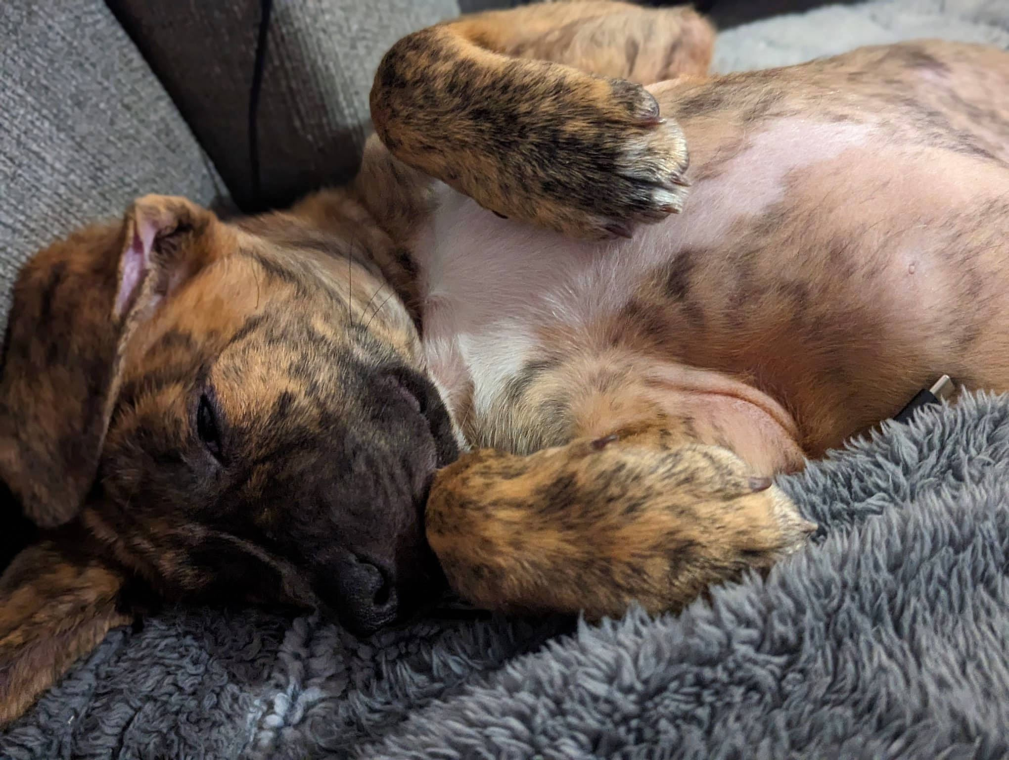 Milo a rejoint le concours — aidez-le/la à gagner de superbes lots ! canidae, carnivore, claw, comfort, companion_dog, dog, dog_breed, fawn, felidae, fur, liver, nap, paw, sleep, snout, sporting_group, terrestrial_animal, whiskers, wildlife, wood