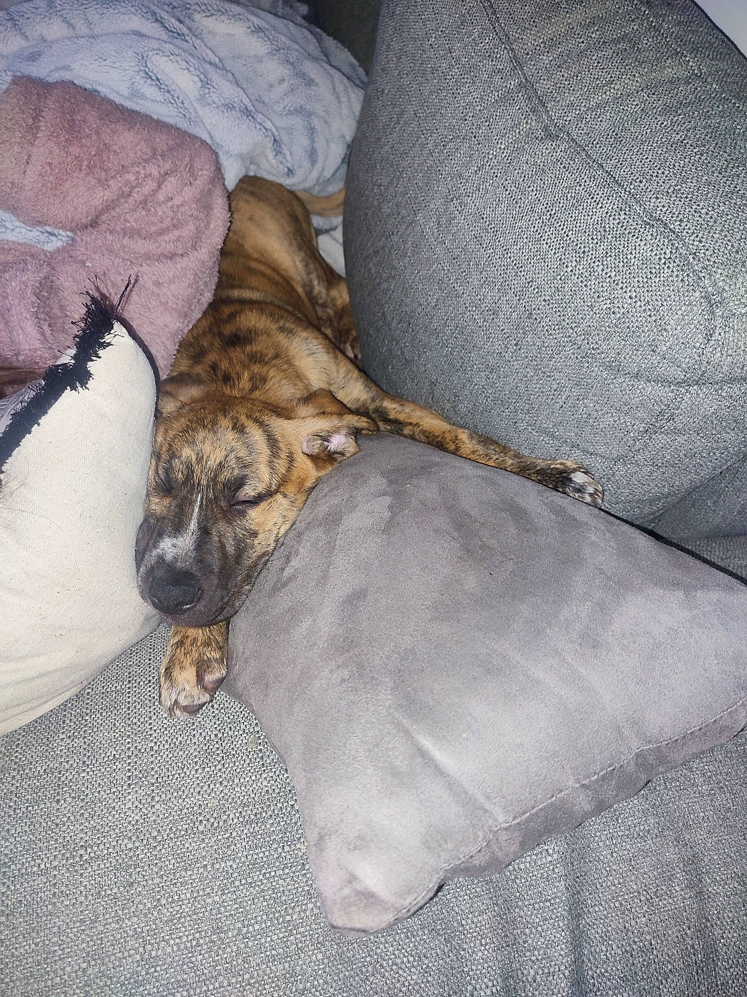 Milo a rejoint le concours — aidez-le/la à gagner de superbes lots ! car_seat, car_seat_cover, carnivore, comfort, companion_dog, couch, dog, dog_breed, fawn, flooring, fur, grey, linens, nap, sleep, sporting_group, wrinkle