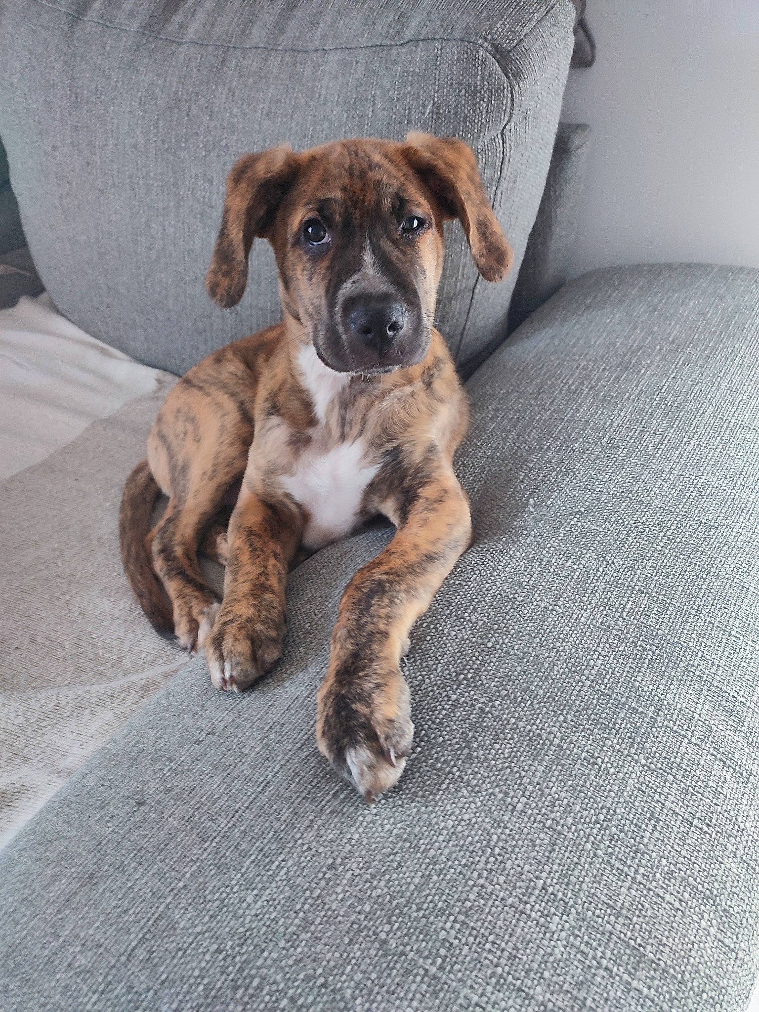 Milo a rejoint le concours — aidez-le/la à gagner de superbes lots ! ancient_dog_breeds, bored, boxer, canidae, carnivore, collar, companion_dog, dog, dog_breed, fawn, non_sporting_group, paw, sporting_group, street_dog, tail, terrestrial_animal, whiskers, working_animal, working_dog