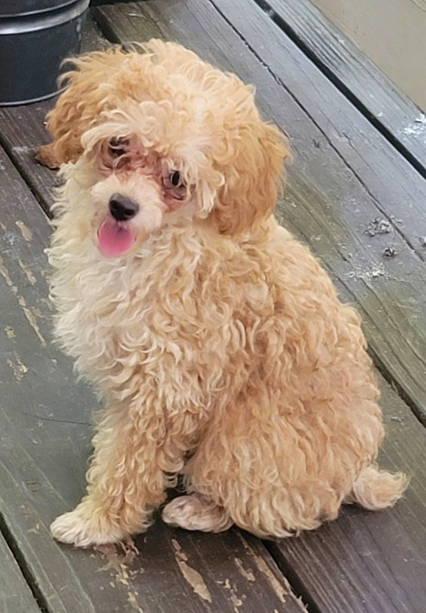 Bear Bear is registered to the contest to win money with this photo: canidae, carnivore, companion_dog, dog, dog_breed, dog_collar, flooring, fur, hardwood, maltepoo, small_terrier, snout, sporting_group, tableware, terrier, toy_dog, water_dog, wood, working_animal, yorkipoo