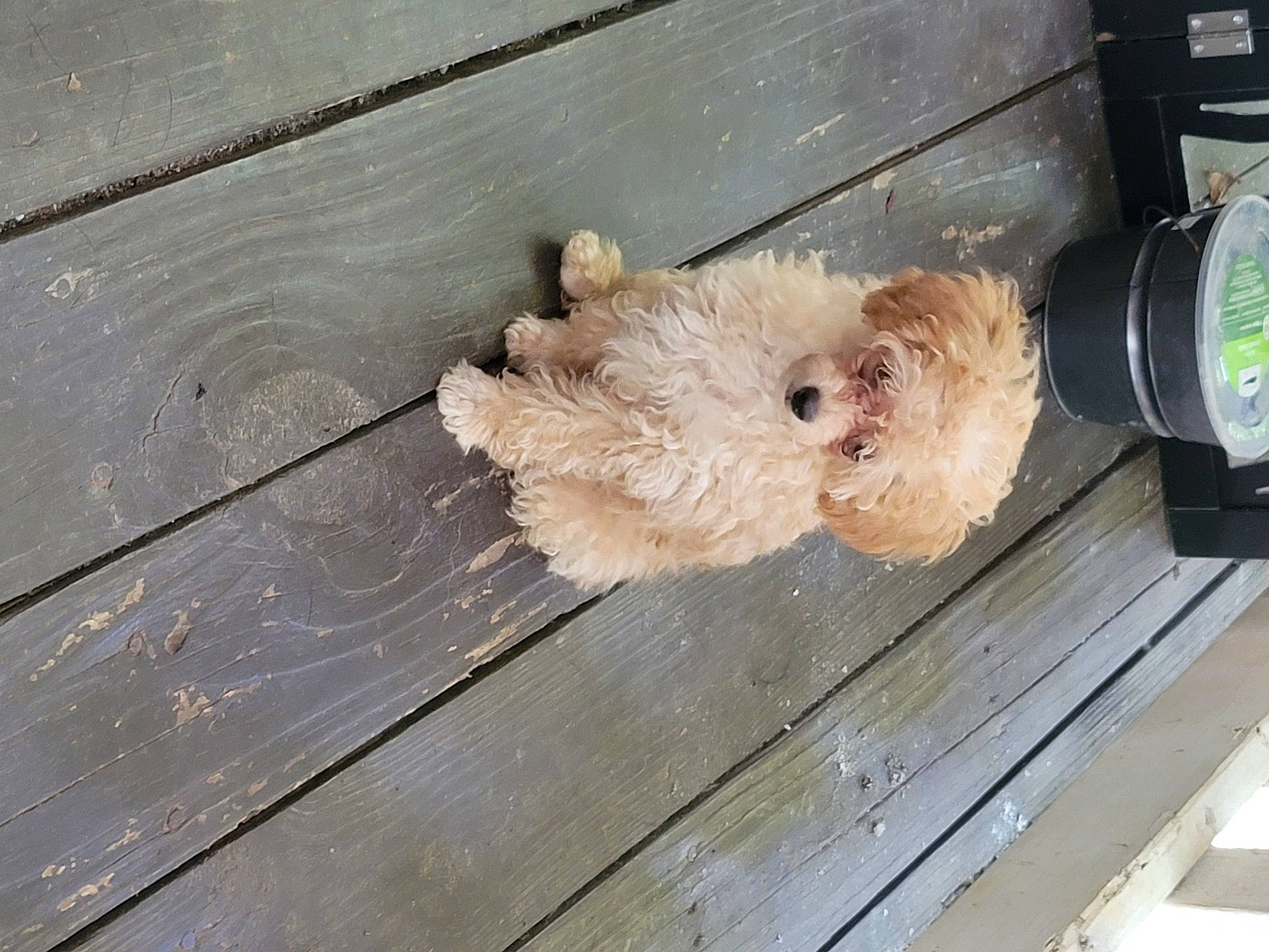 Bear Bear is registered to the contest to win money with this photo: bottle, carnivore, companion_dog, dog, dog_breed, fawn, flooring, fur, hardwood, lumber, natural_material, plank, plywood, sporting_group, toy, toy_dog, varnish, water_bottle, wood, wood_stain