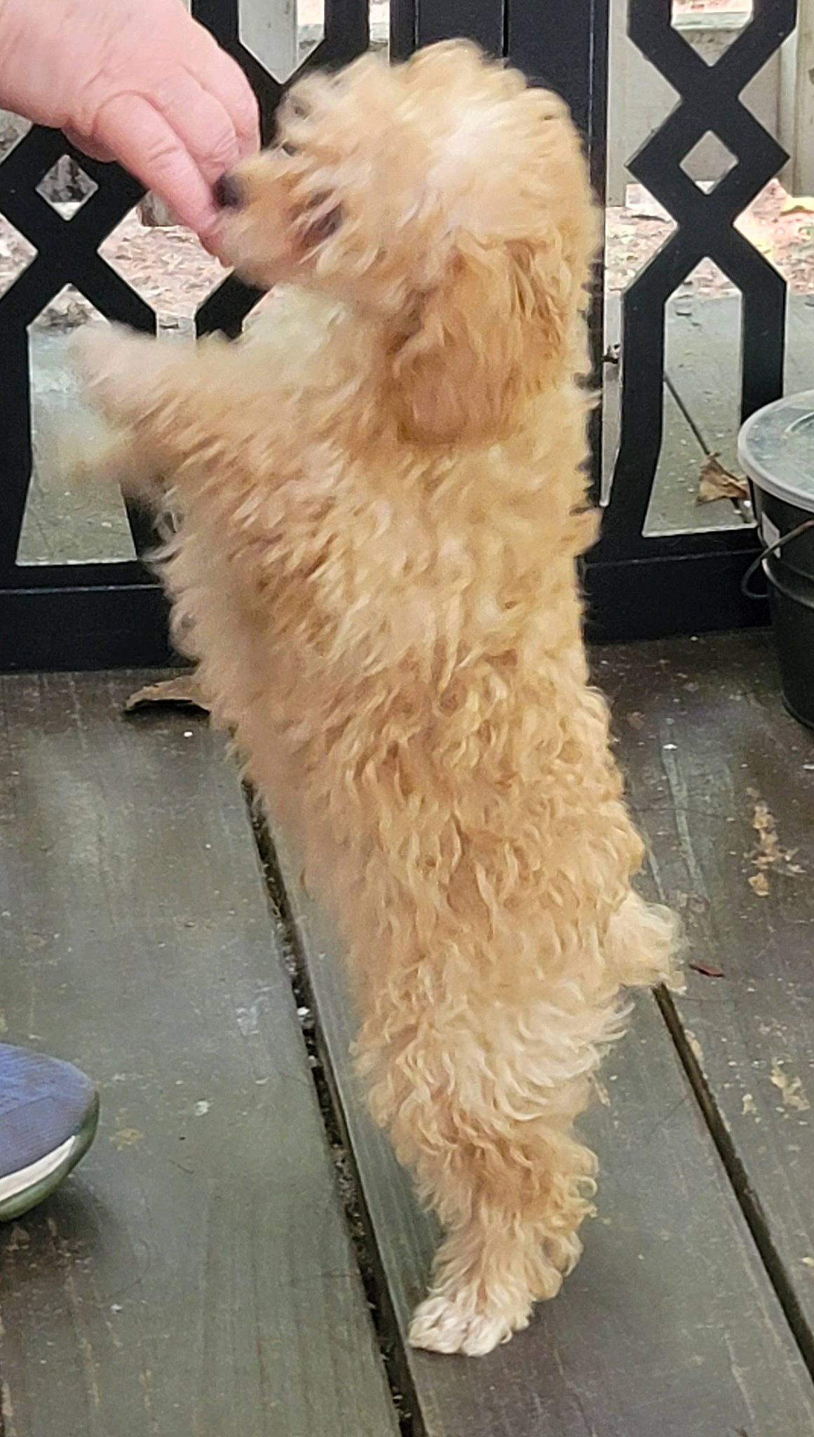 Bear Bear joined the competition — help win amazing prizes! canidae, carnivore, companion_dog, dog, dog_breed, flooring, fur, gas, goldendoodle, labradoodle, non_sporting_group, poodle_crossbreed, small_terrier, snout, sporting_group, sunglasses, tail, terrier, toy_dog, wood