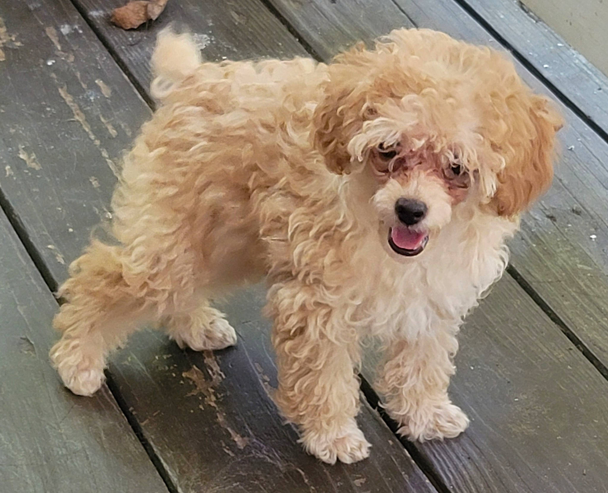 Bear Bear is registered to the contest to win money with this photo: canidae, carnivore, companion_dog, dog, dog_breed, dog_collar, dog_supply, fang, flooring, fur, maltepoo, non_sporting_group, road_surface, sidewalk, snout, sporting_group, terrier, toy_dog, water_dog, working_animal