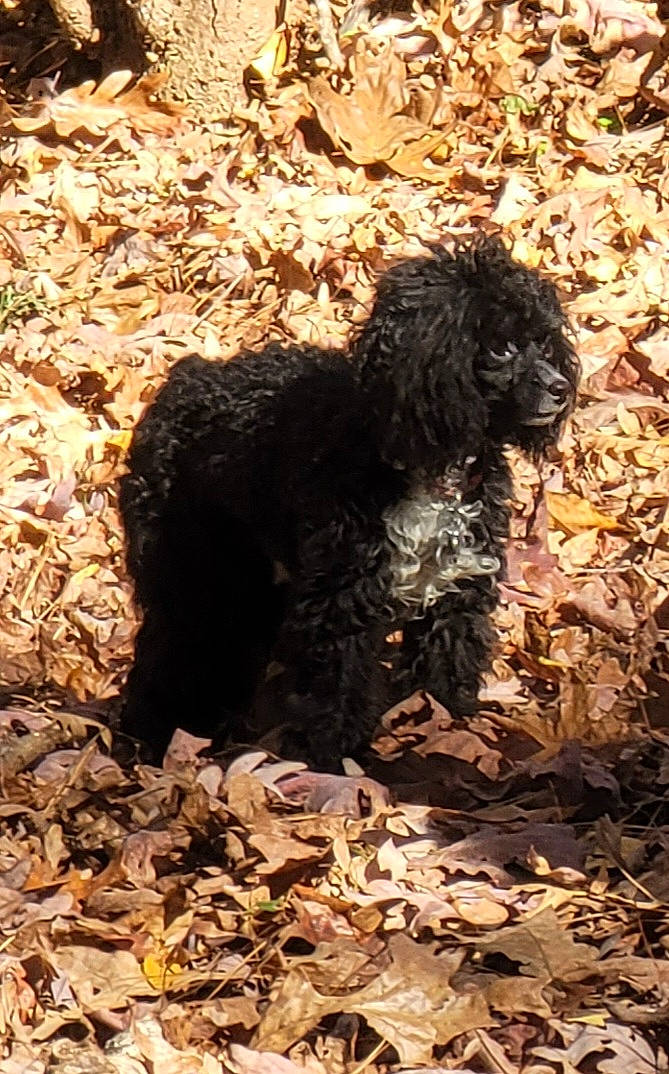 Blaze joined the competition — help win amazing prizes! canidae, carnivore, companion_dog, dog, dog_breed, fawn, fur, hunting_dog, liver, non_sporting_group, poodle, shadow, soil, terrestrial_animal, terrier, toy_dog, trunk, water_dog, wood, working_animal