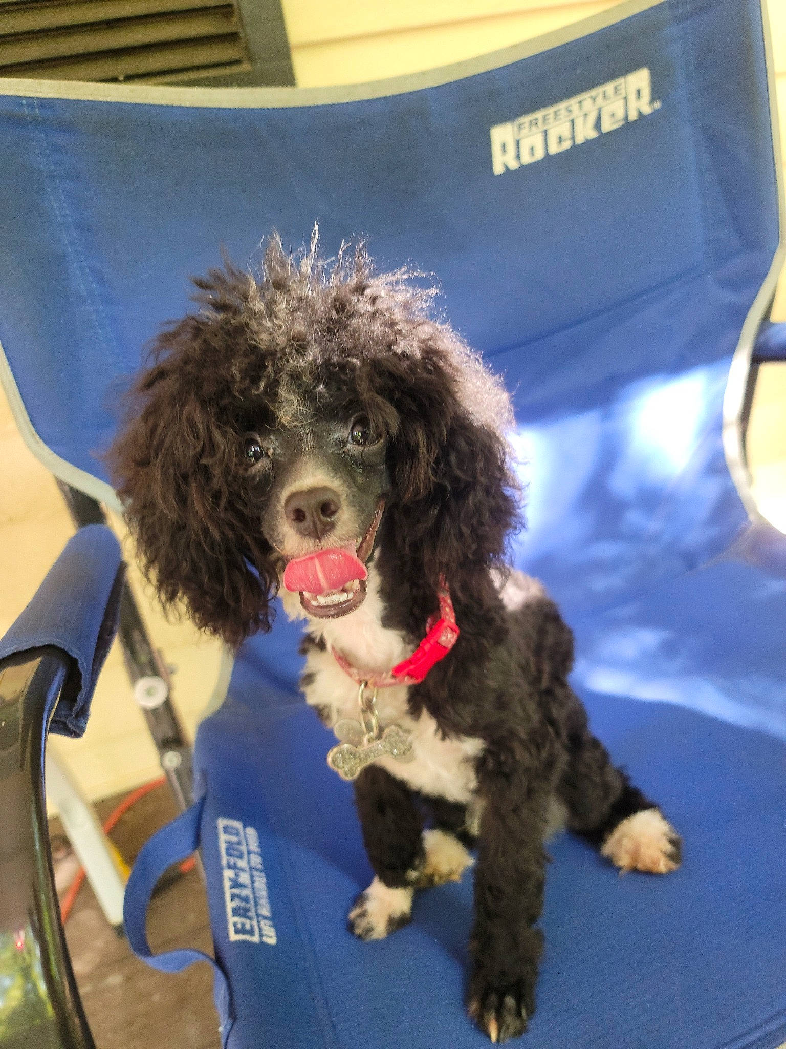 Blaze joined the competition — help win amazing prizes! canidae, carnivore, companion_dog, dog, dog_breed, dog_collar, dog_supply, event, flooring, fur, non_sporting_group, poodle, poodle_crossbreed, snout, sporting_group, terrier, toy_dog, water_dog, working_animal, working_dog