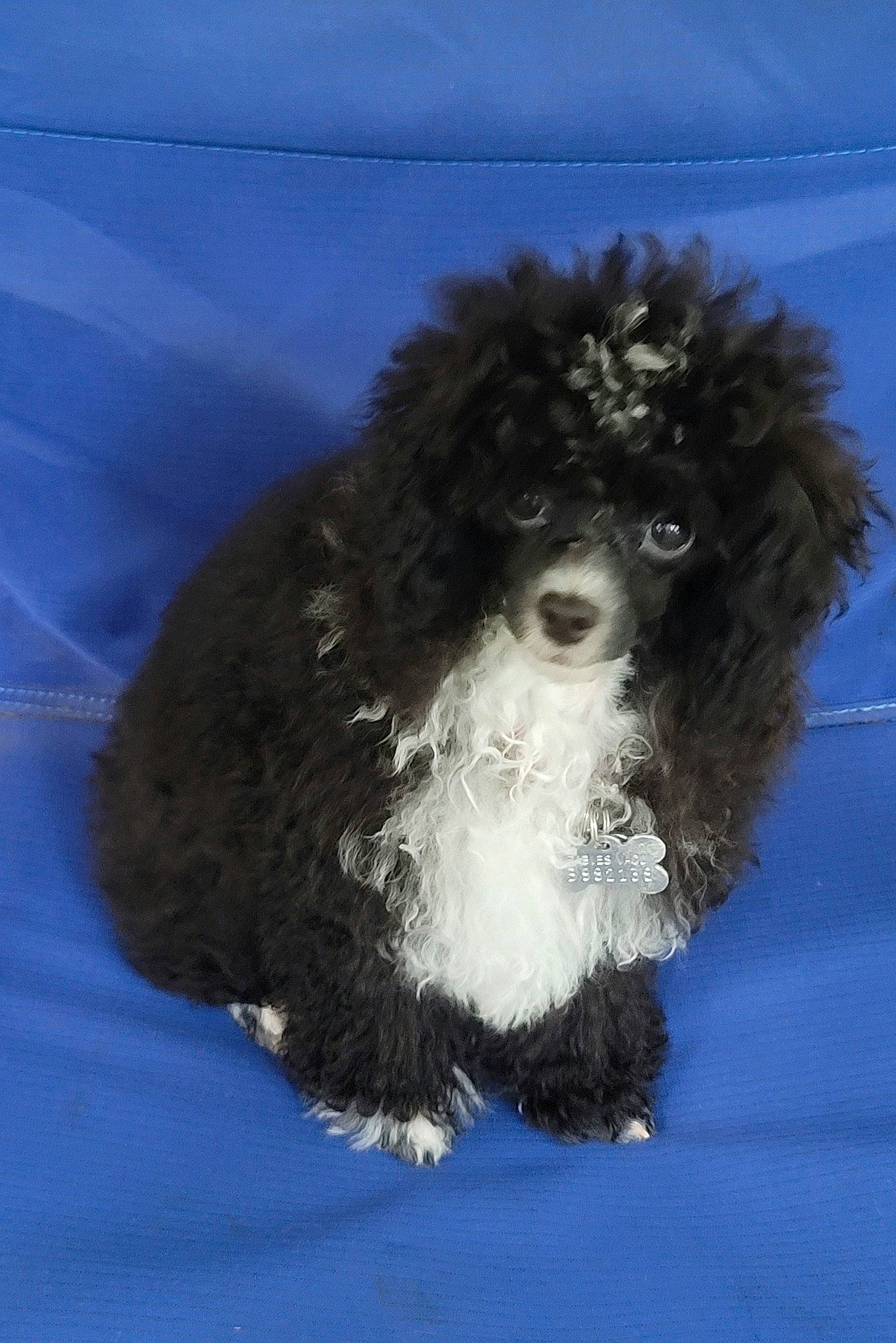 Blaze is registered to the contest to win money with this photo: canidae, carnivore, companion_dog, dog, dog_breed, electric_blue, fur, liver, maltepoo, poodle, snout, snow, sporting_group, tail, terrier, toy_dog, water_dog, whiskers, winter, working_animal