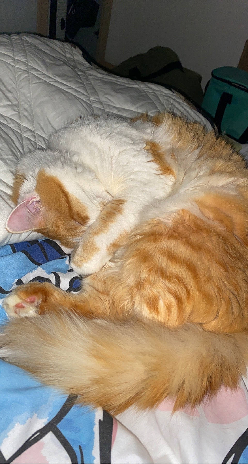 Minou participe au concours pour gagner de l'argent avec cette photo : carnivore, cat, claw, comfort, companion_dog, dog_breed, fawn, felidae, fur, nap, natural_material, paw, small_to_medium_sized_cats, snout, sporting_group, tail, whiskers