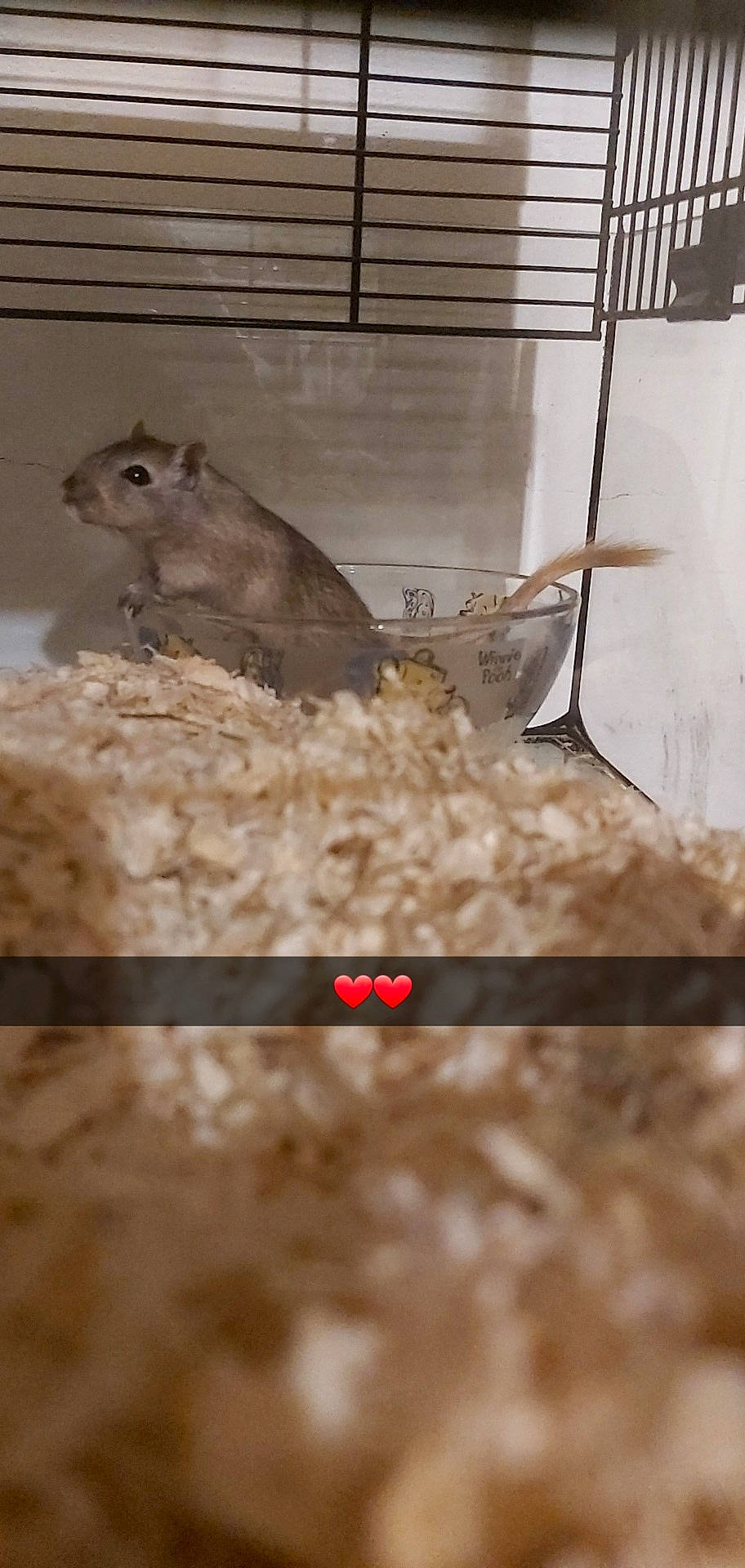 Neige Noisette participe au concours pour gagner de l'argent avec cette photo : cage, chinchilla, degu, fawn, gerbil, hamster, jerboa, mouse, muridae, muroidea, pest, prairie_dog, rat, rodent