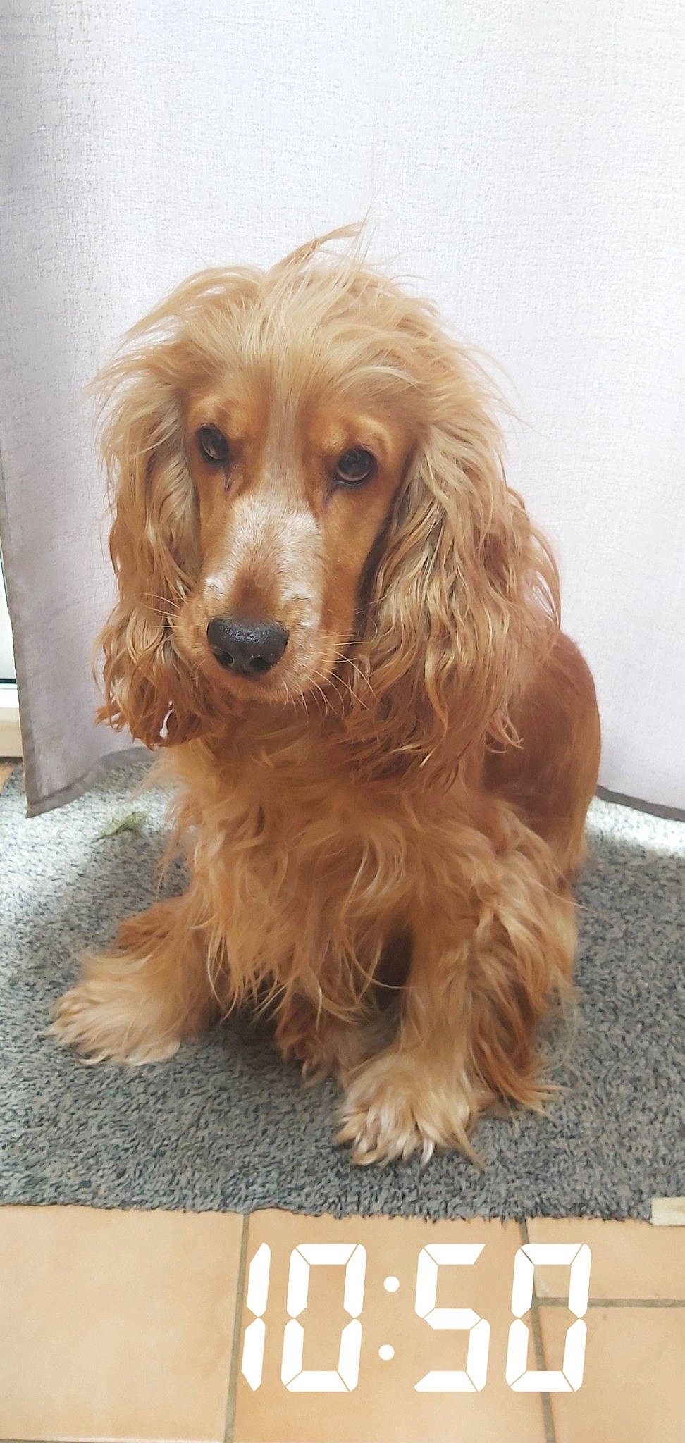 Olly participe au concours pour gagner de l'argent avec cette photo : american_cocker_spaniel, canidae, caramel_color, carnivore, cocker_spaniel, companion_dog, dog, dog_breed, english_cocker_spaniel, fawn, field_spaniel, mammal, rare_breed_dog, russian_spaniel, snout, spaniel, sporting_group, sussex_spaniel, vertebrate