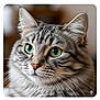 Boo is registered to the contest to win money with this photo: cat, tabby, green_eyes, close_up, whiskers, fluffy_fur, portrait, animal, pet, feline, domestic_cat, cute, indoor, looking_away, soft_focus, muzzle, ears, face, fur_pattern, alert