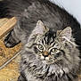 Boo is registered to the contest to win money with this photo: cat, tabby, fluffy, long_hair, green_eyes, floor, stone_floor, wood, indoor, pet, animal, feline, cute, resting, looking, ears, whiskers, fur, domestic_cat, mammal