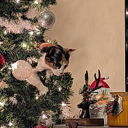 Pumpkin is registered to the contest to win money with this photo: calico_cat, cat, christmas_lights, christmas_ornaments, christmas_tree, curious, decorations, festive, greenery, holiday, indoor, jar, ornament_ball, pine_needles, playful, red_ornament, reindeer_decoration, santa_decoration, table, white_ornament