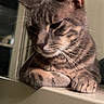 Toby joined the competition — help win amazing prizes! cat, tabby, indoor, window, furniture, animal, pet, relaxed, fur, whiskers, ears, face, paws, home, quiet, contemplative, texture, light, shadow, closeup