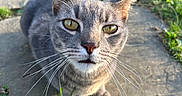Toby is registered to the contest to win money with this photo: cat, gray_cat, animal, pet, outdoor, grass, stone_path, yellow_eyes, whiskers, sunlight, nature, close_up, curious, ears, face, fur, greenery, daylight, mammal