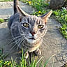 animal, cat, close_up, curious, daylight, ears, face, fur, grass, gray_cat, greenery, mammal, nature, outdoor, pet, stone_path, sunlight, whiskers, yellow_eyes